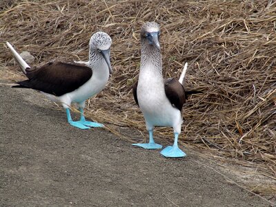 Animalia nature booby blue footed photo