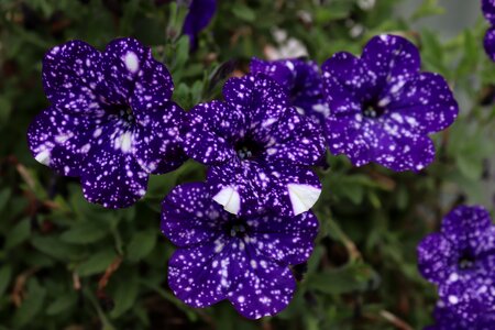 Blue spotted ornamental plant