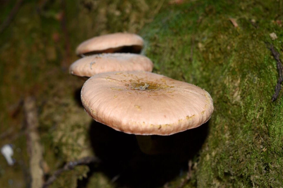 Cavanaugh mushrooms vittorio veneto