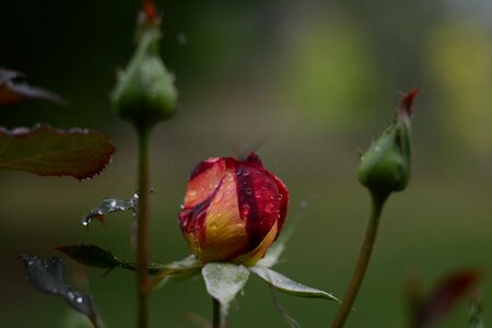 Droplet wet rain