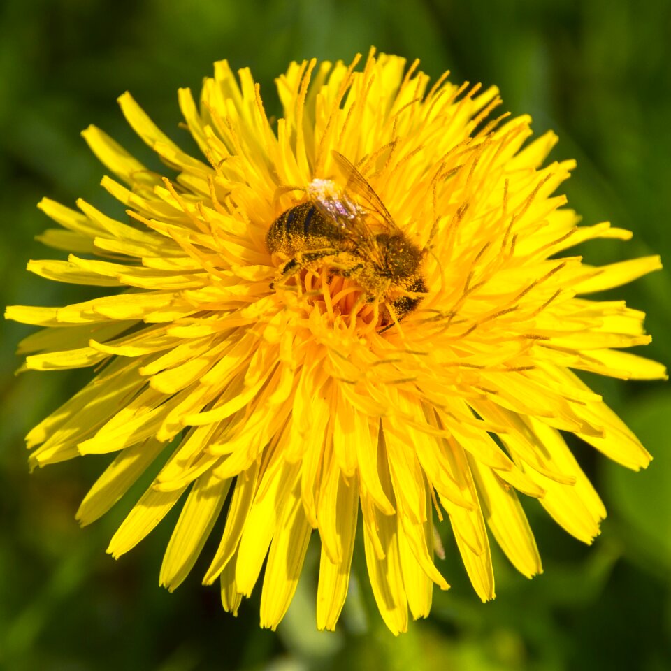 Bee pollen blossom bloom photo