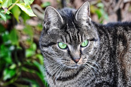 Mammal feline domestic