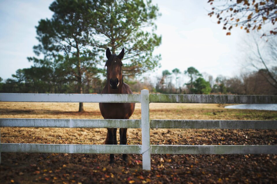 Beautiful ranch fence