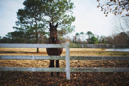 Beautiful ranch fence