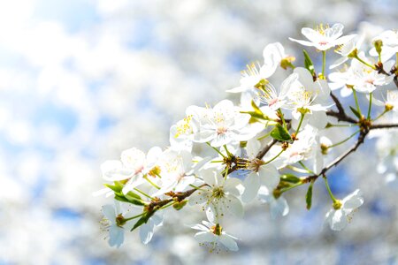 Nature plant tree