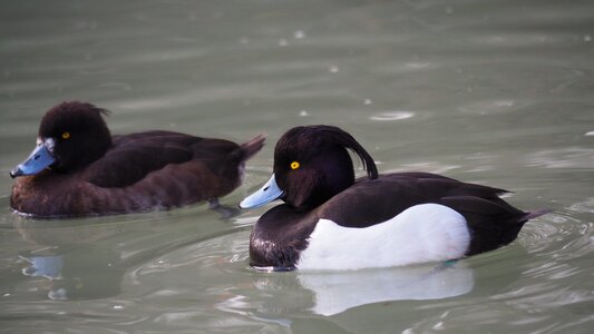 Birds duck water