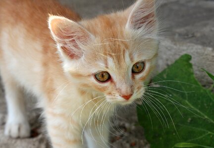 Pet cat young cat