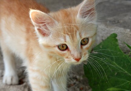 Pet cat young cat photo