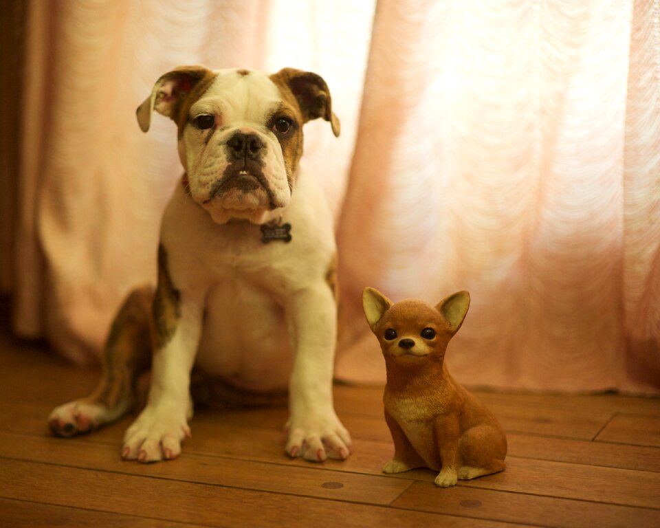 Pets adorable cute