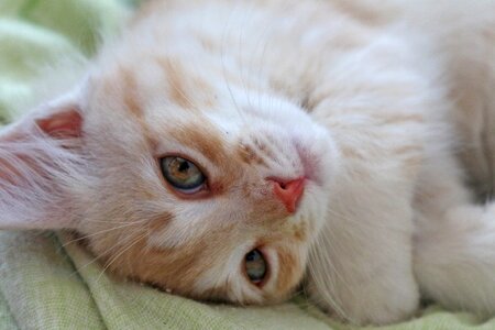 Pet animals cute