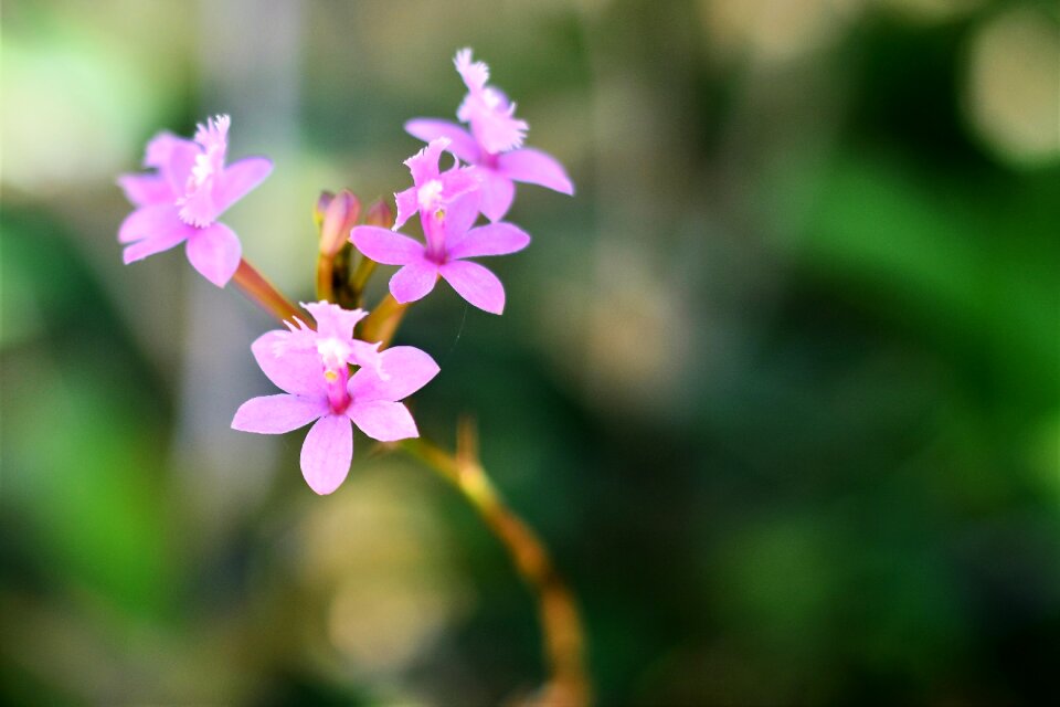 Plant small flower spring photo