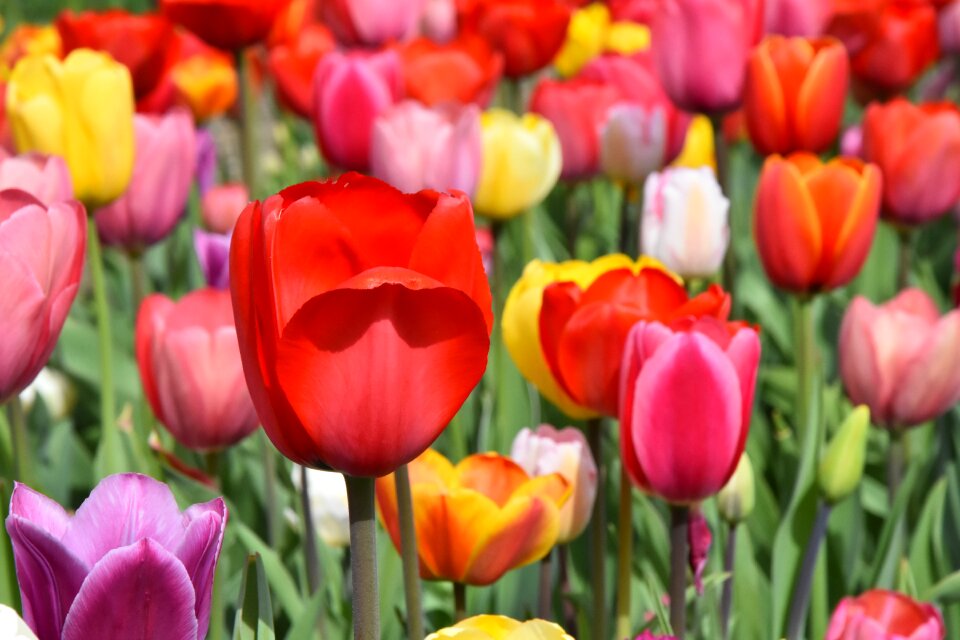 Spring flowers red yellow