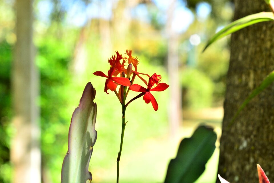 Botanist garden ornamental