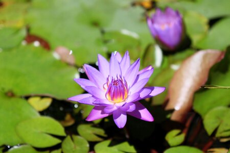 Lotus water lotus flower