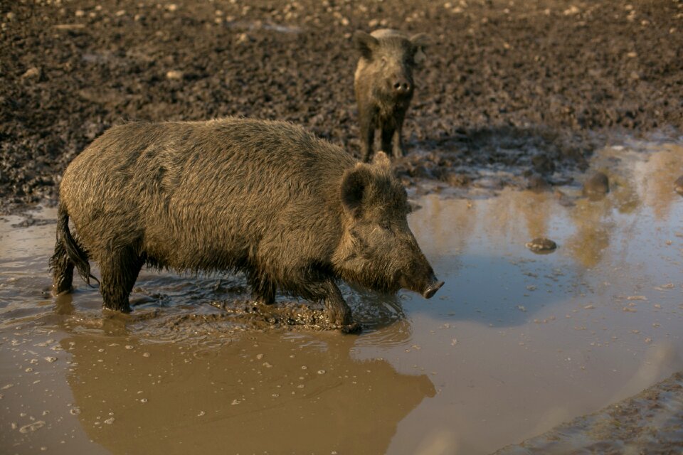 Wild pig hatchery animals