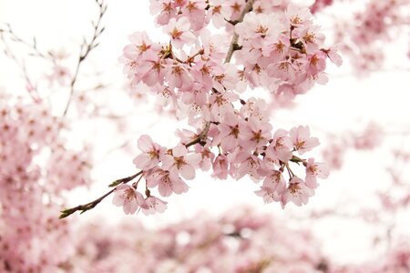 Season tree cherry blossom photo