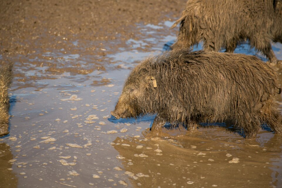 Wild pig hatchery animals