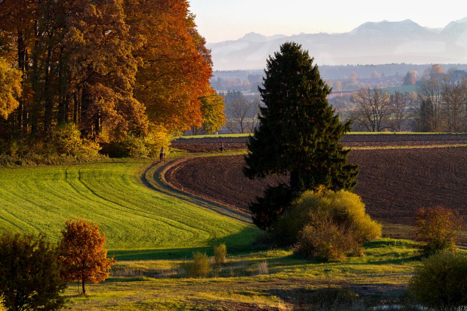 Mood fall color trees