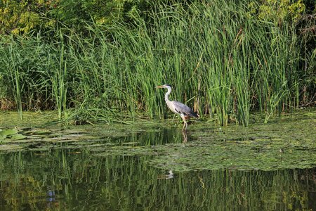 Lake bird river photo