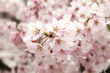 Branch tree cherry blossom photo