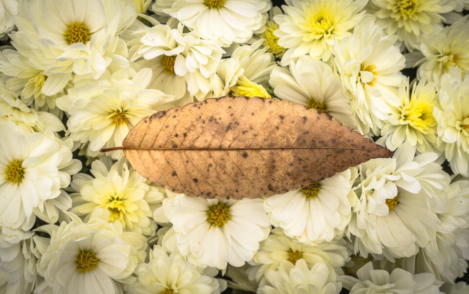 Chrysanthemum festival fall festival flower