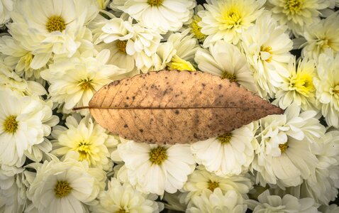 Chrysanthemum festival fall festival flower photo