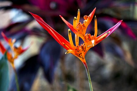 Botany exotic flower colorful flower
