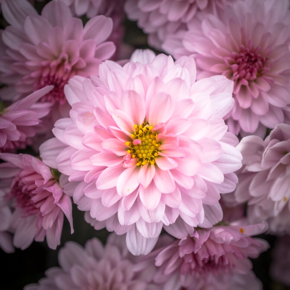 Chrysanthemum festival fall festival flower