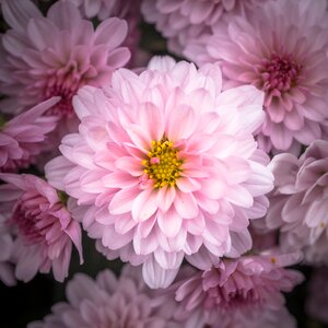 Chrysanthemum festival fall festival flower photo