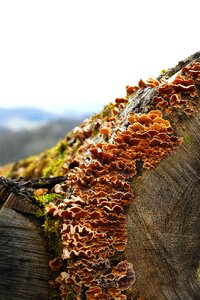Mushroom death annual rings