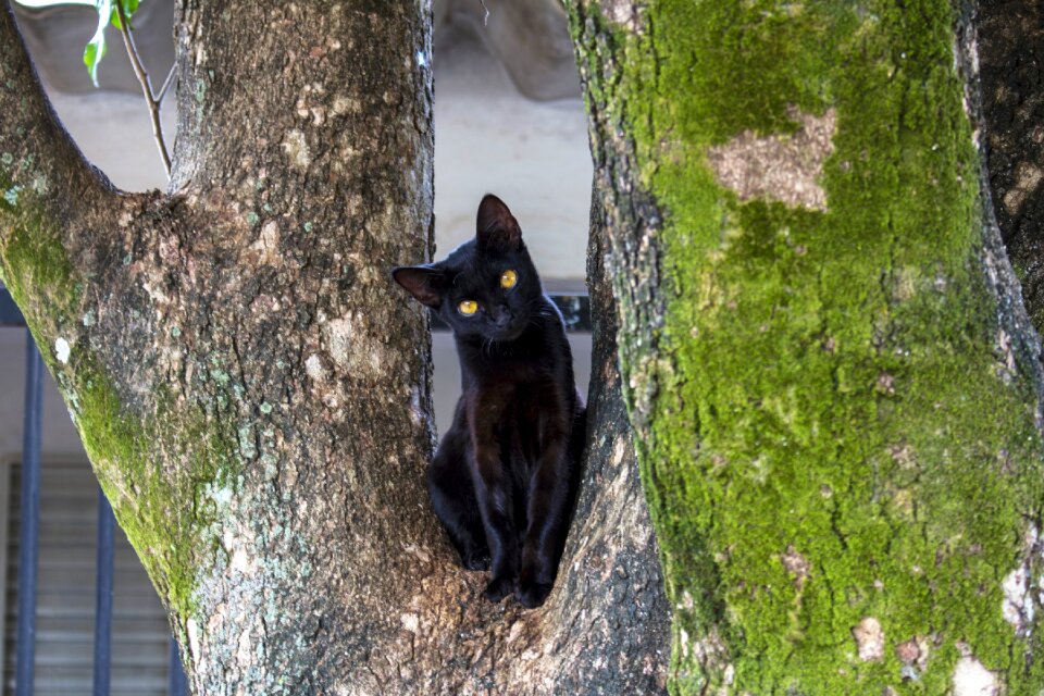 Animal feline kitten