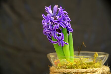 Hyacinth plants spring photo