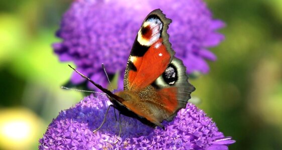 Aster insect butterfly photo