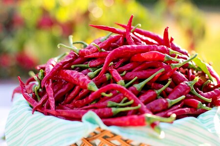 Harvest cayenne food