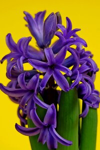 Hyacinth plants spring photo