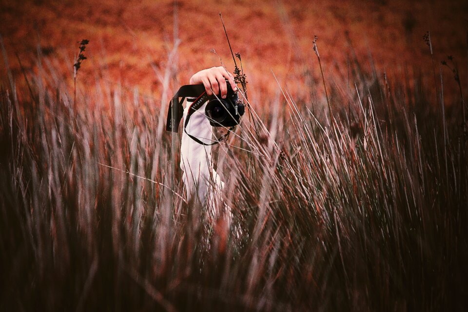 Photography field grass