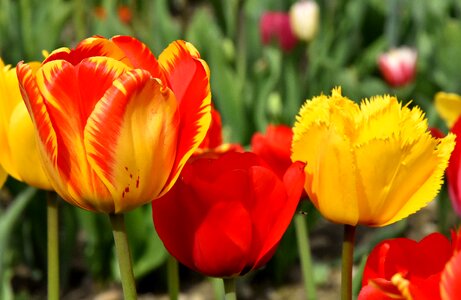 Spring flowers red yellow photo