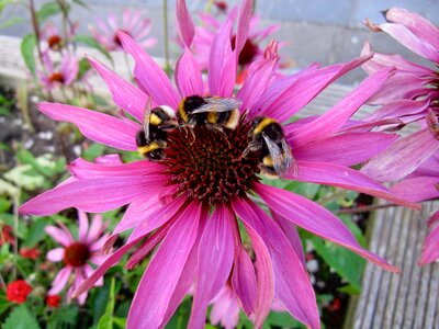 Nature bee pink bee photo