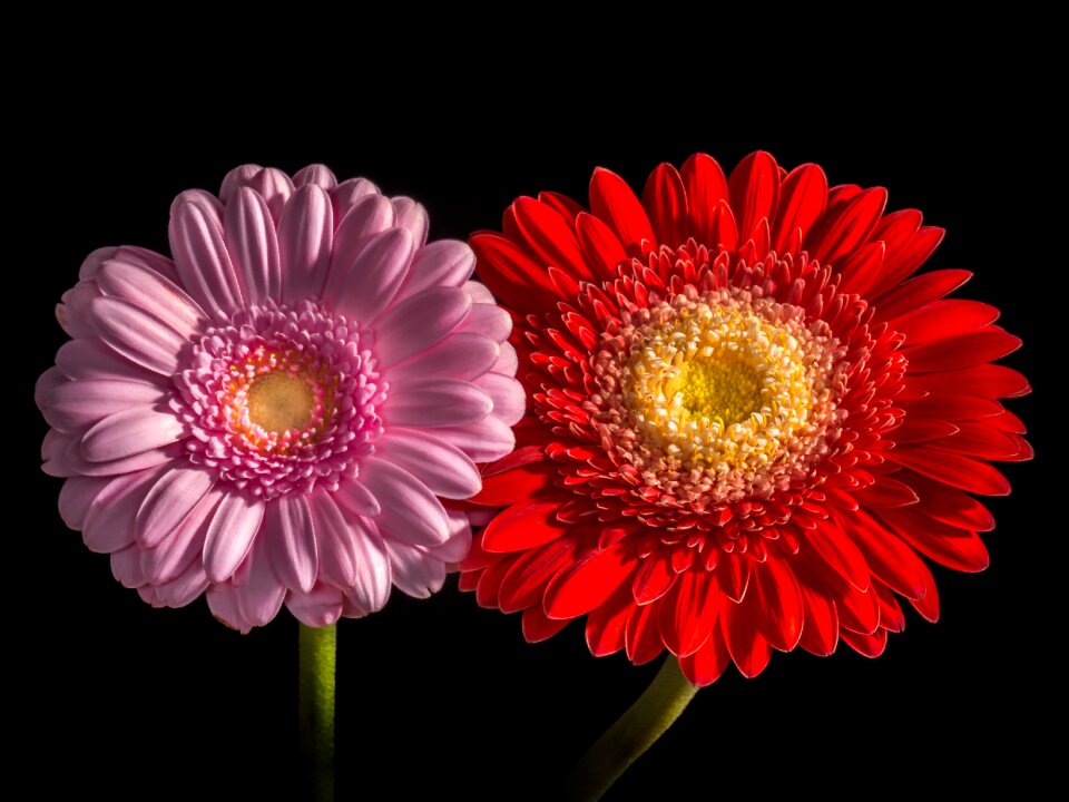 Bright flowers gerbera
