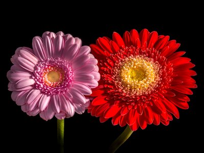 Bright flowers gerbera photo