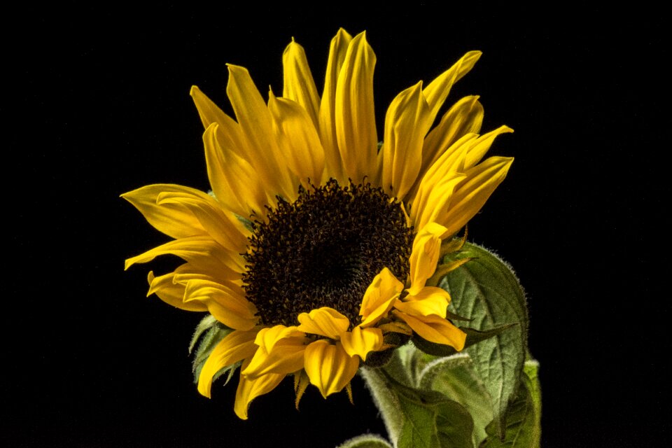 No person girasol darkness