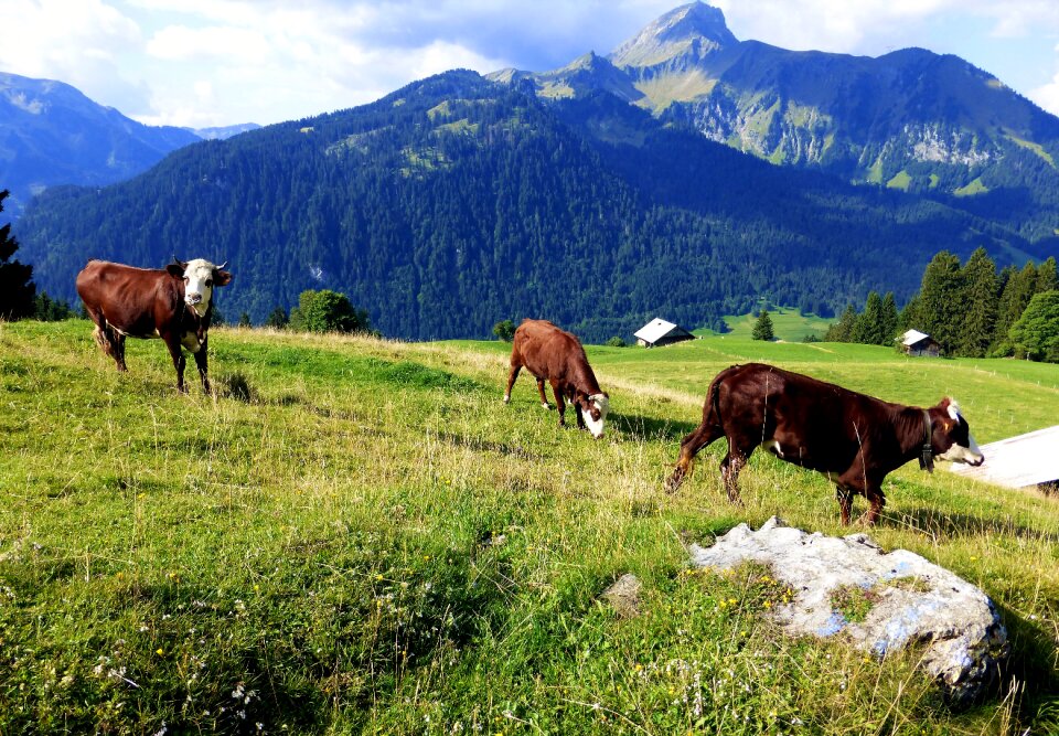 Prairie cow livestock