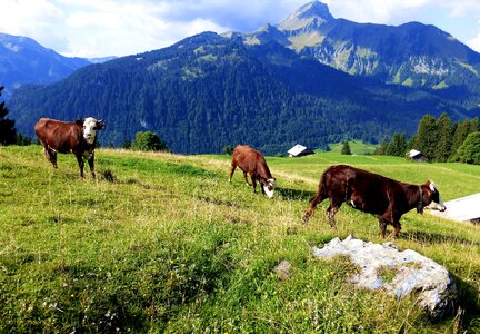 Prairie cow livestock