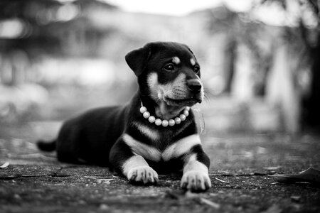 Pet puppy gray puppy