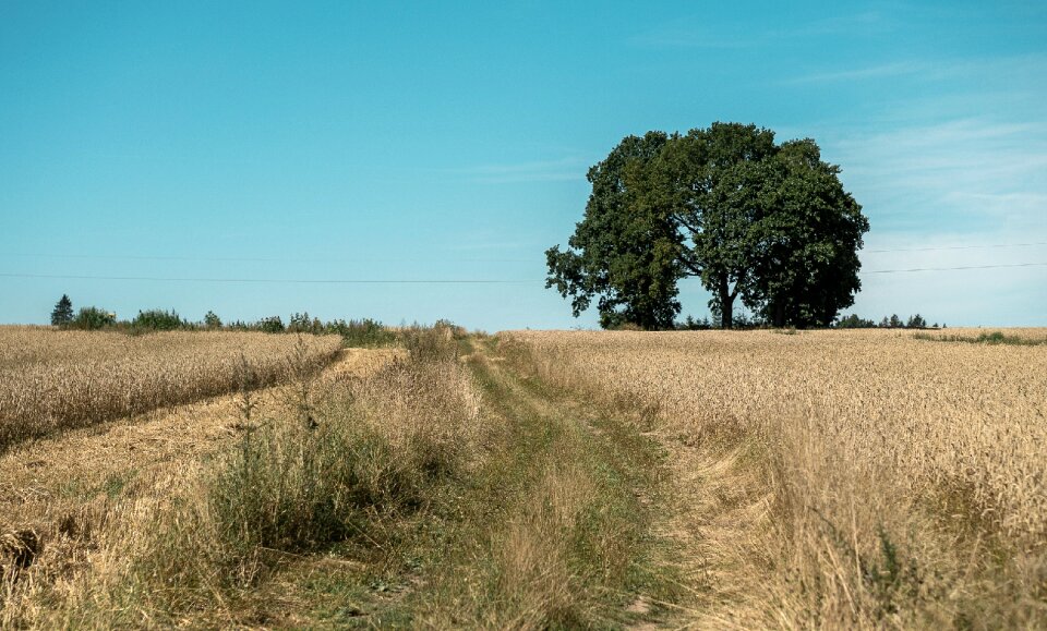 Grass brown grass meadow