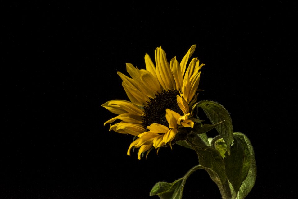 No person vivid floral