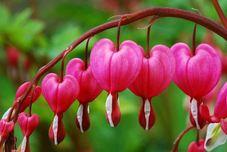 Plant woman's heart pink