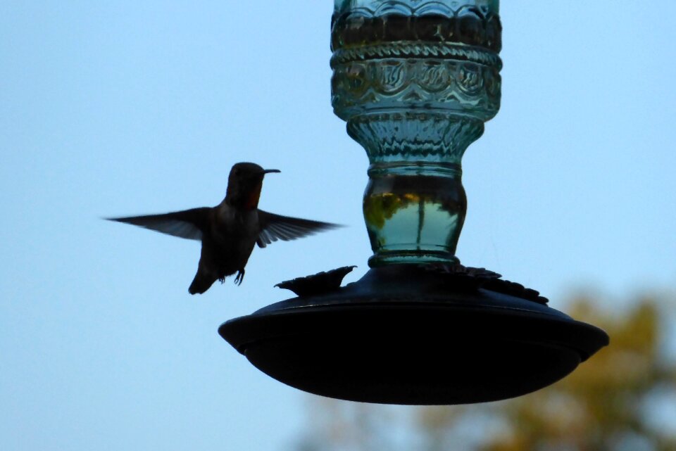 Feeder backyard bird