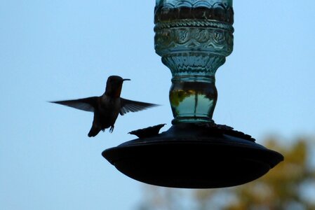 Feeder backyard bird