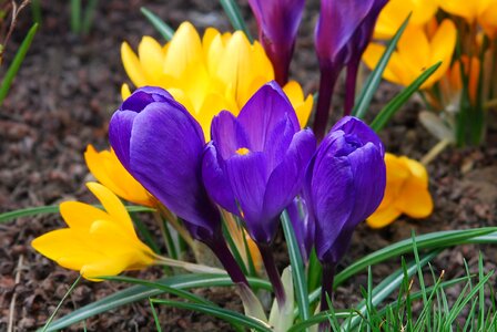 Crocus violet spring photo